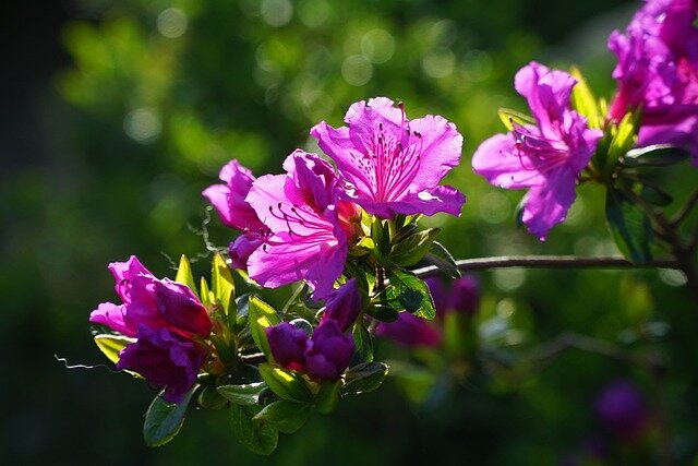 Rododendrų augintojų klubas
