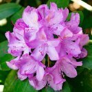 Rododendrų augintojų klubas