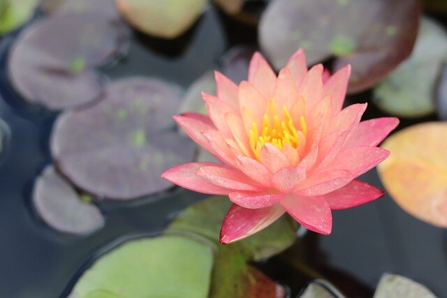 Vandens lelijų augintojų klubas