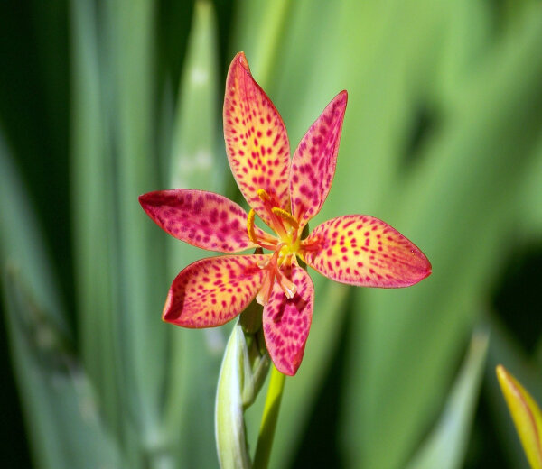 Viendienių augintojų klubas