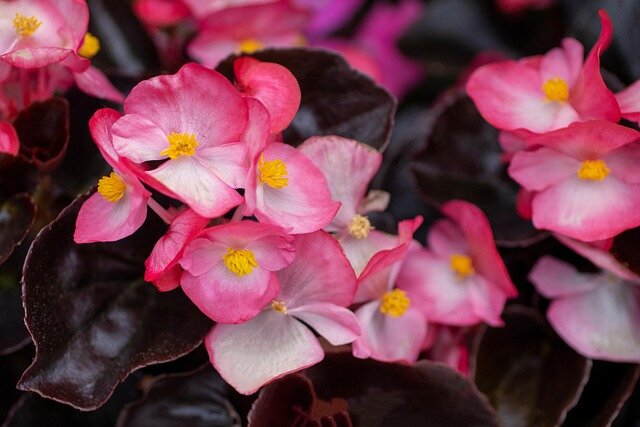 Vienmečių augalų augintojų klubas