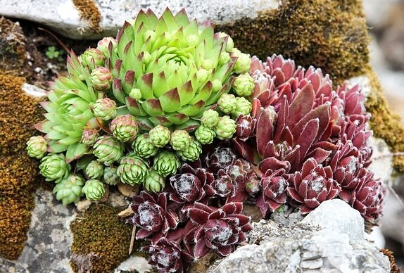 Lauko sukulentų augintojų klubas