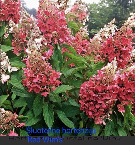 Daugiau informacijos apie "Hortenzijos 'Red Wim's' šakelės dauginimui"